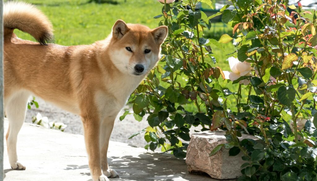 柴犬