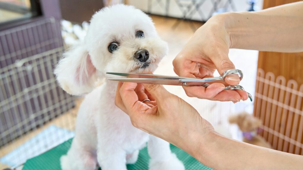 トリミングされているトイプードル（犬,dog）