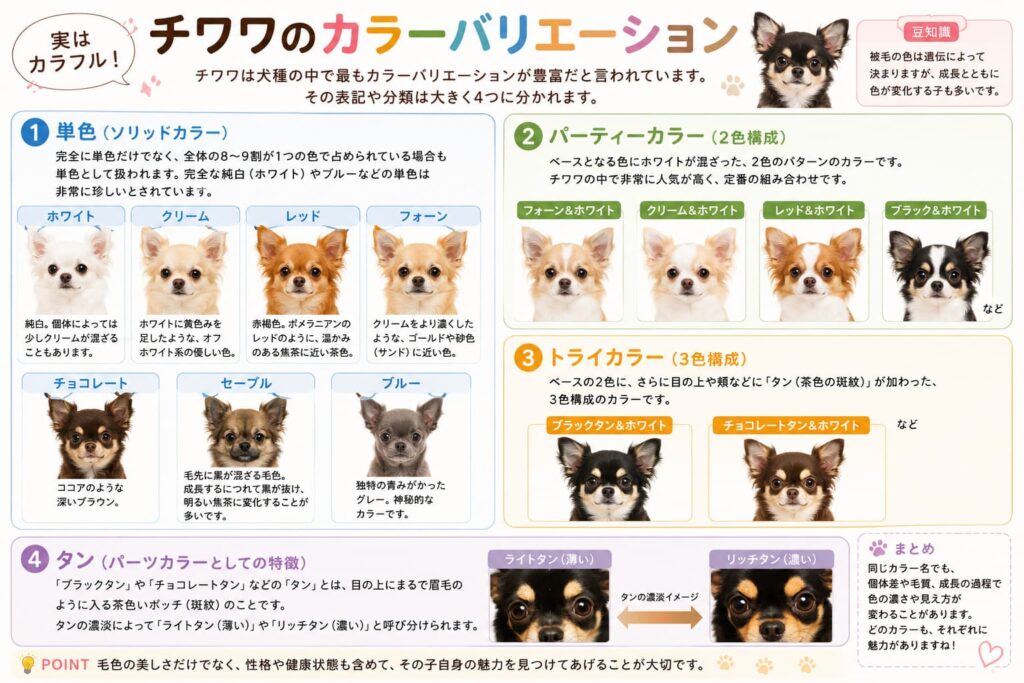 チワワカラーバリエーション