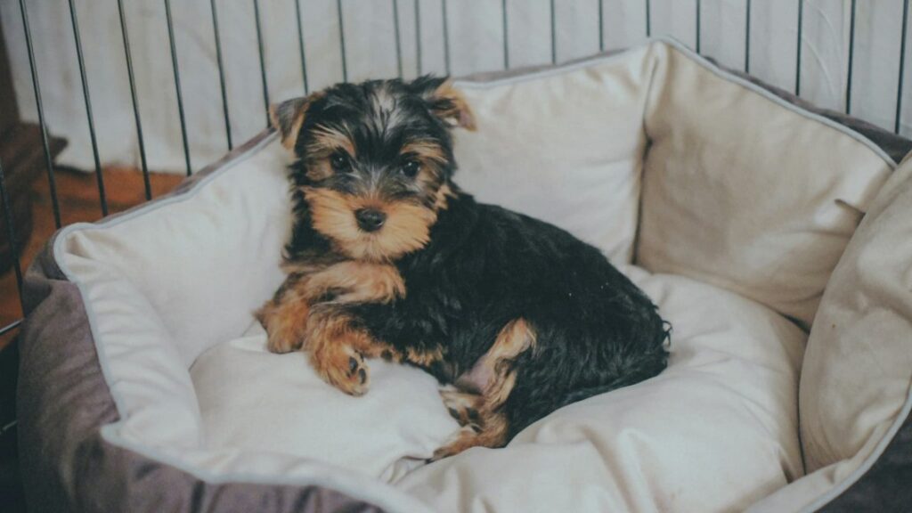 犬用ベッドで横になる子犬のヨークシャテリア