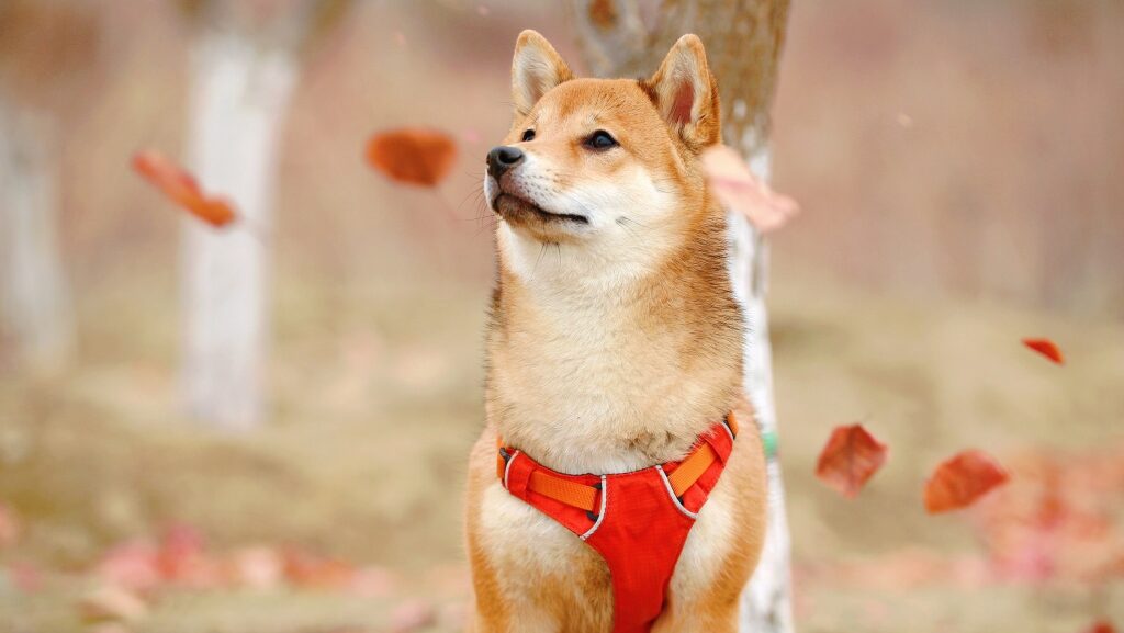 座っている柴犬