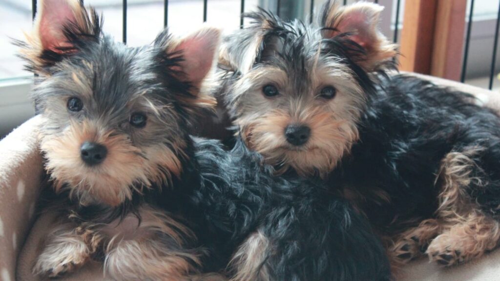 2匹の子犬のヨークシャテリア