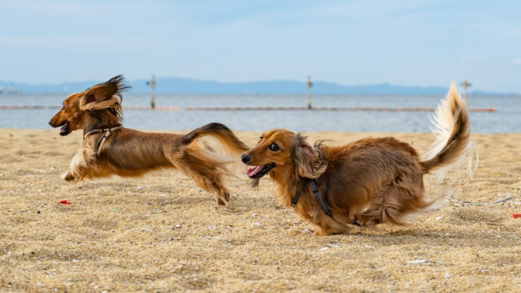 砂浜を走るダックスフンド