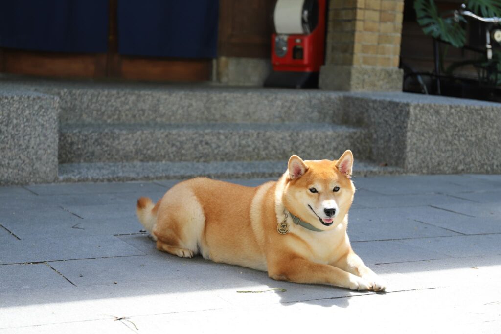 神社の前で休む柴犬