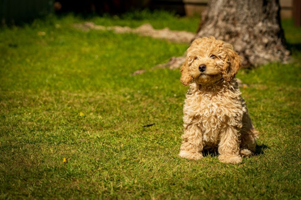 外の芝生に座っているトイプードル