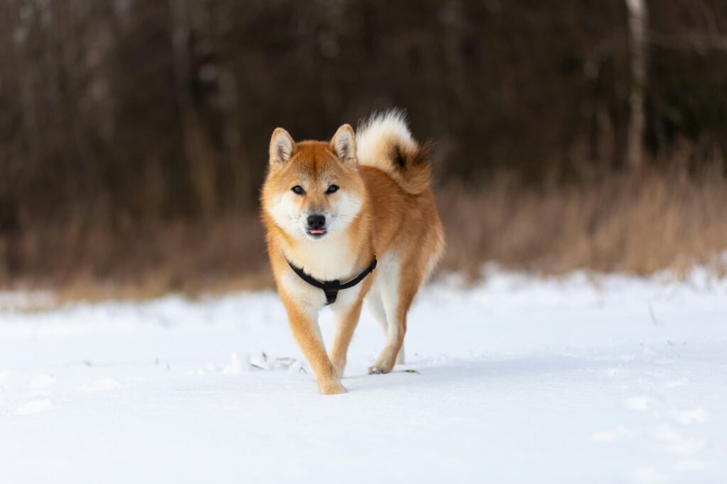 雪が積もった平原を歩く柴犬