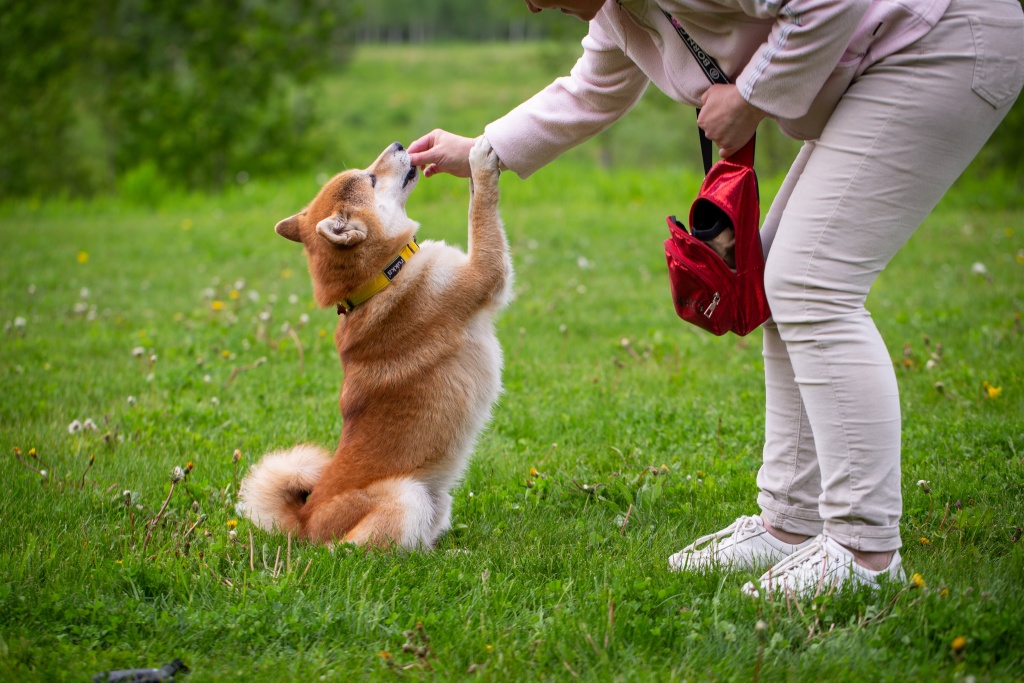 飼い主からおやつをもらっている柴犬