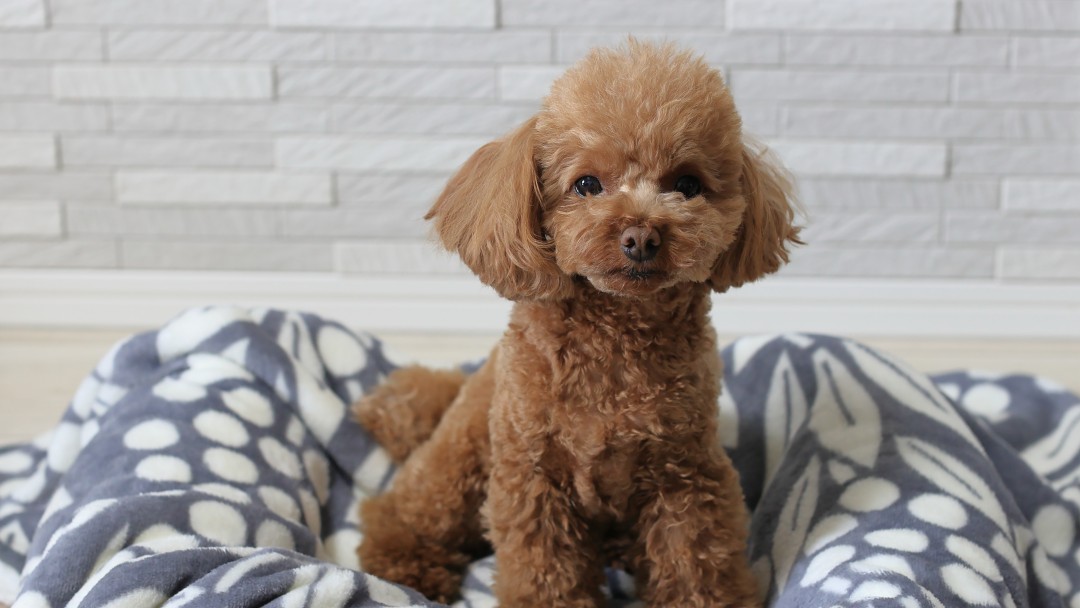 犬用ベットに座ってこちらを見るトイプードル