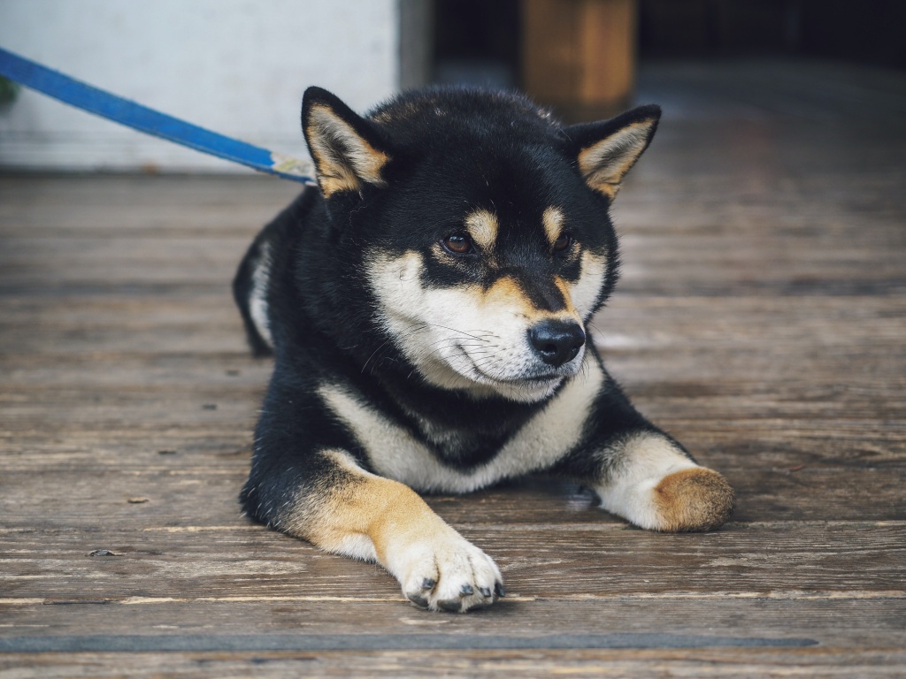 リードに繋がれている黒色の柴犬