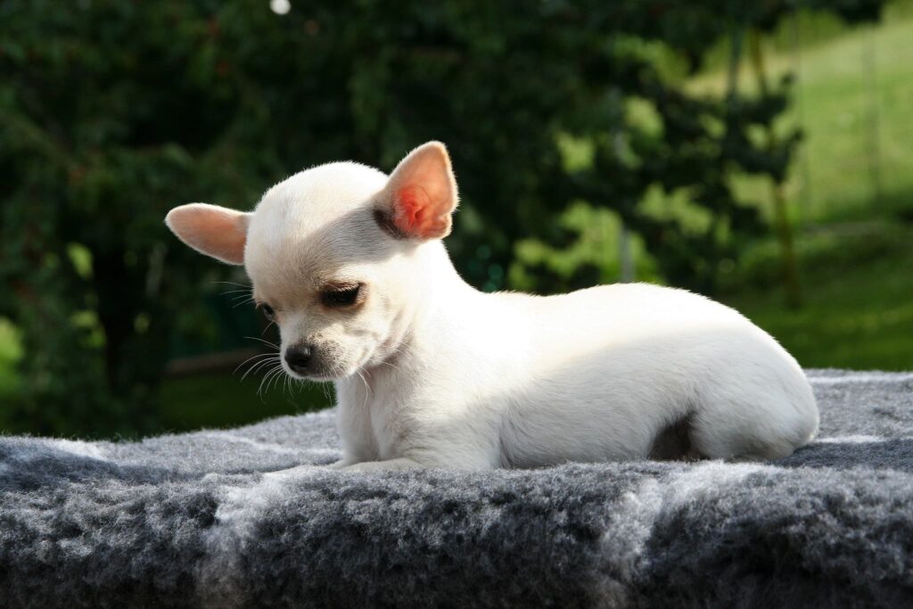 スムースチワワの子犬