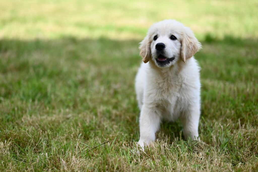 芝生でいる子犬のゴールデンレトリバー