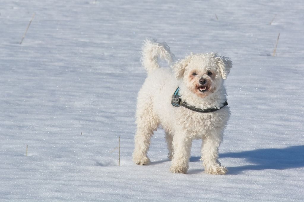 雪原に立つビション・フリーゼ