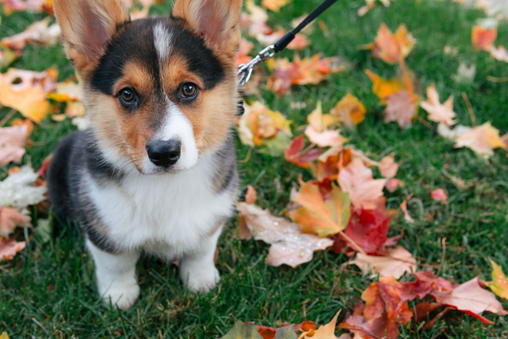 上目遣いのウェルシュコーギーカーディガンの子犬