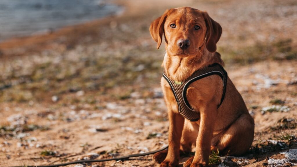 沙花でおすわりをする子犬のラブラドール