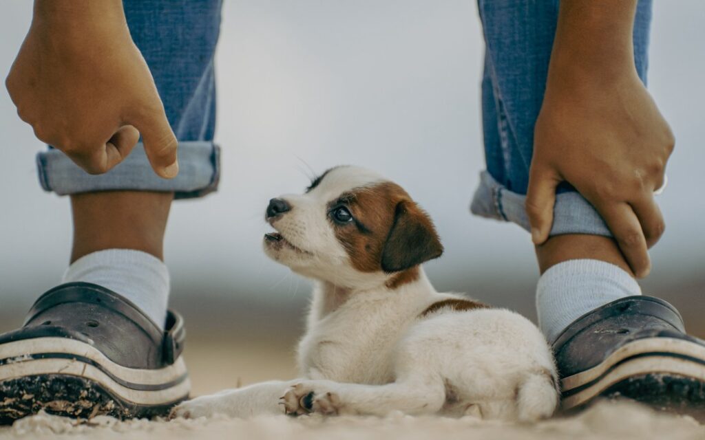 子犬のジャックラッセル