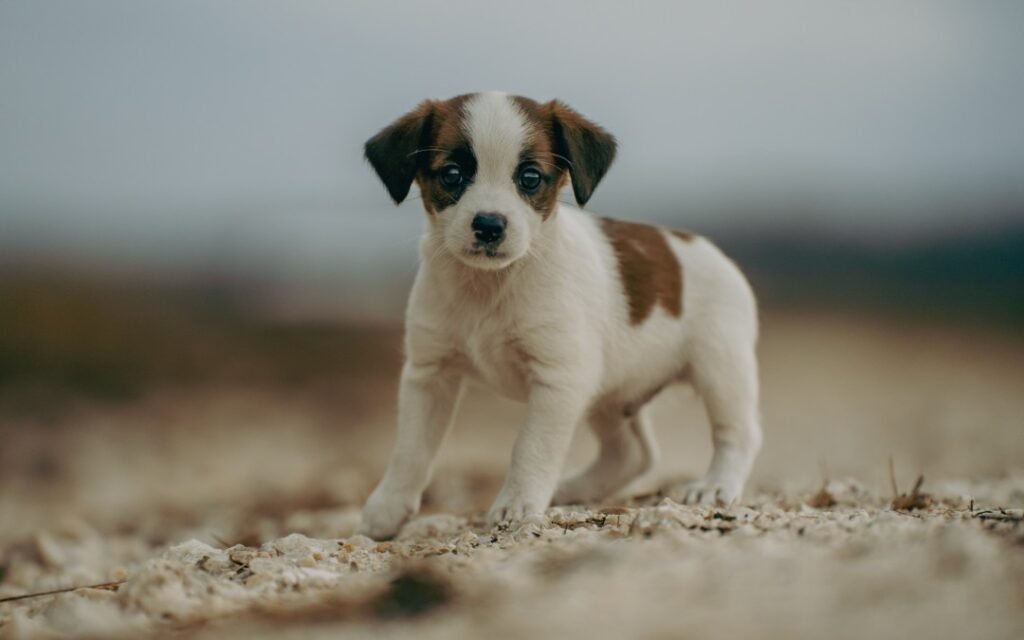 砂浜にいる子犬のジャックラッセル