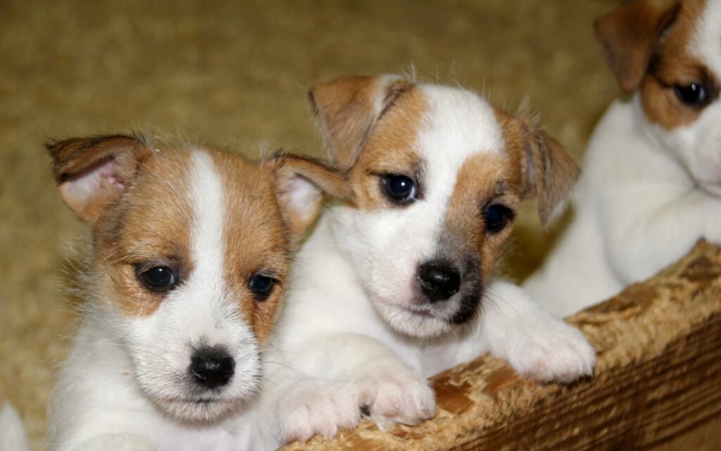 3匹のジャックラッセルテリアの子犬