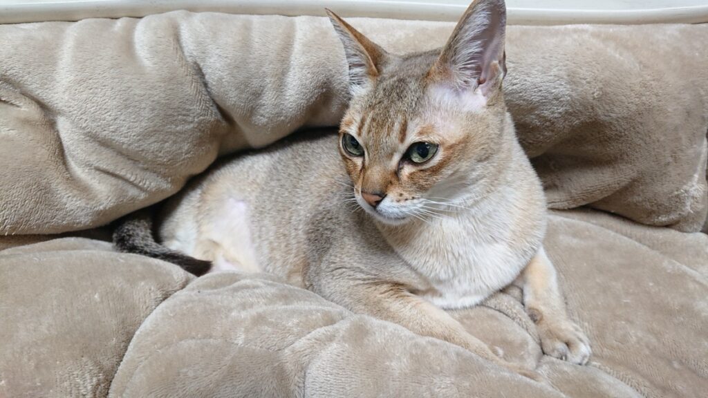 ベットでくつろぐシンガプーラ