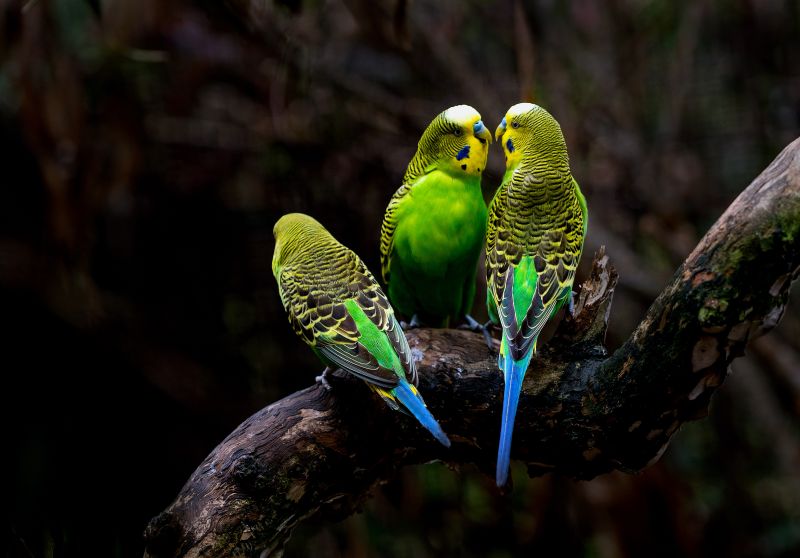 野生のセキセイインコ