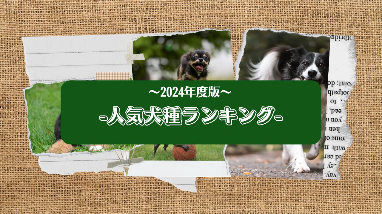 -2024年-人気犬種ランキング TOP10