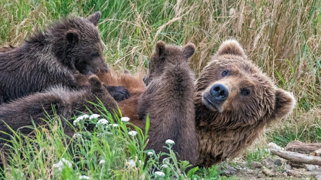 ヒグマの親子