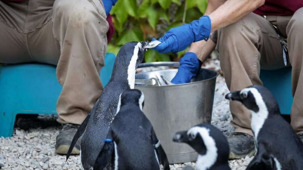ペンギンに餌をやる飼育員