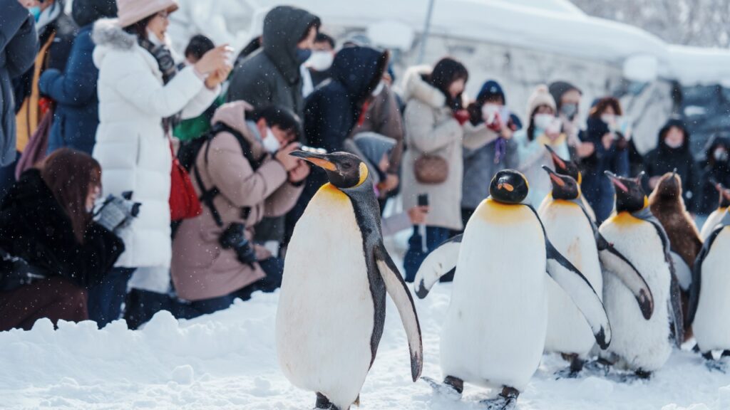 冬の旭山動物園（北海道・旭川）で行われるキングペンギンの雪上パレード。北海道・旭川を代表する観光名所・人気スポット