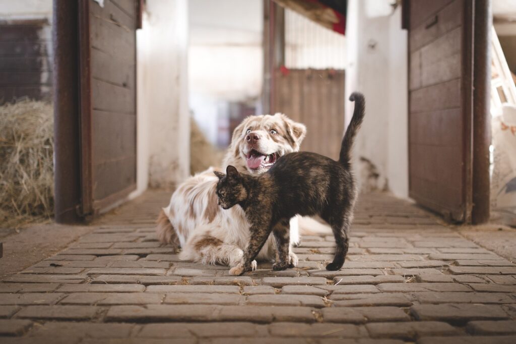 犬と猫