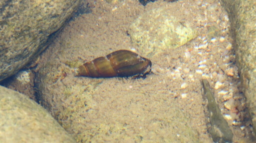 カワニナ