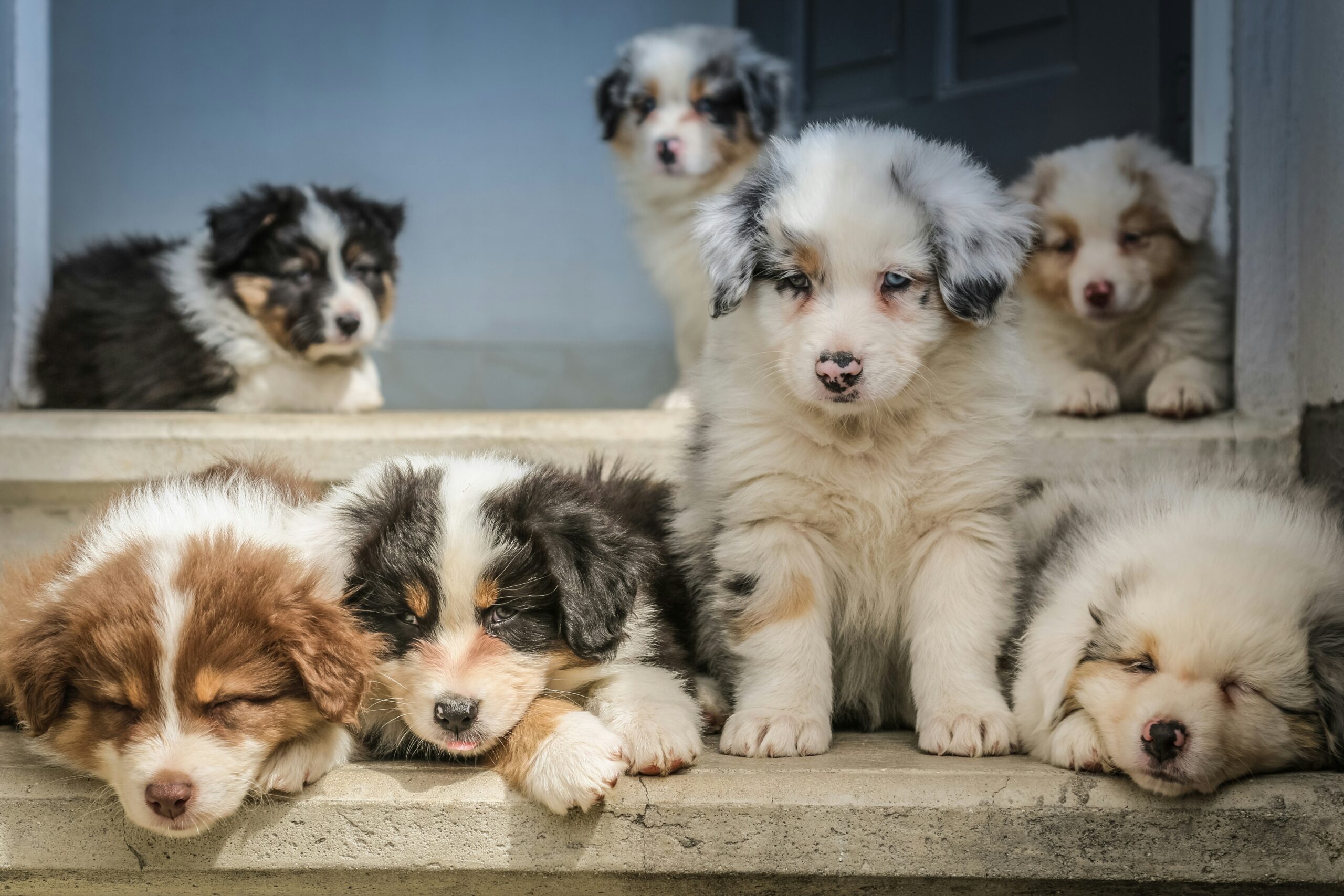 子犬