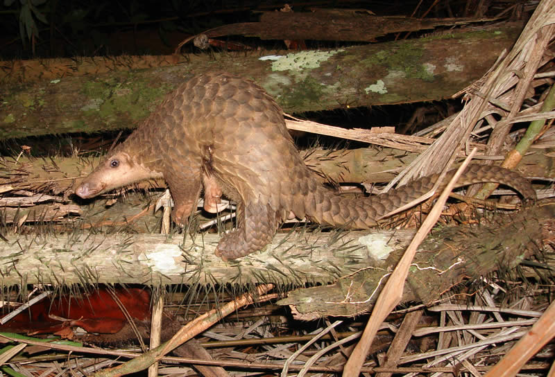 マレーセンザンコウ