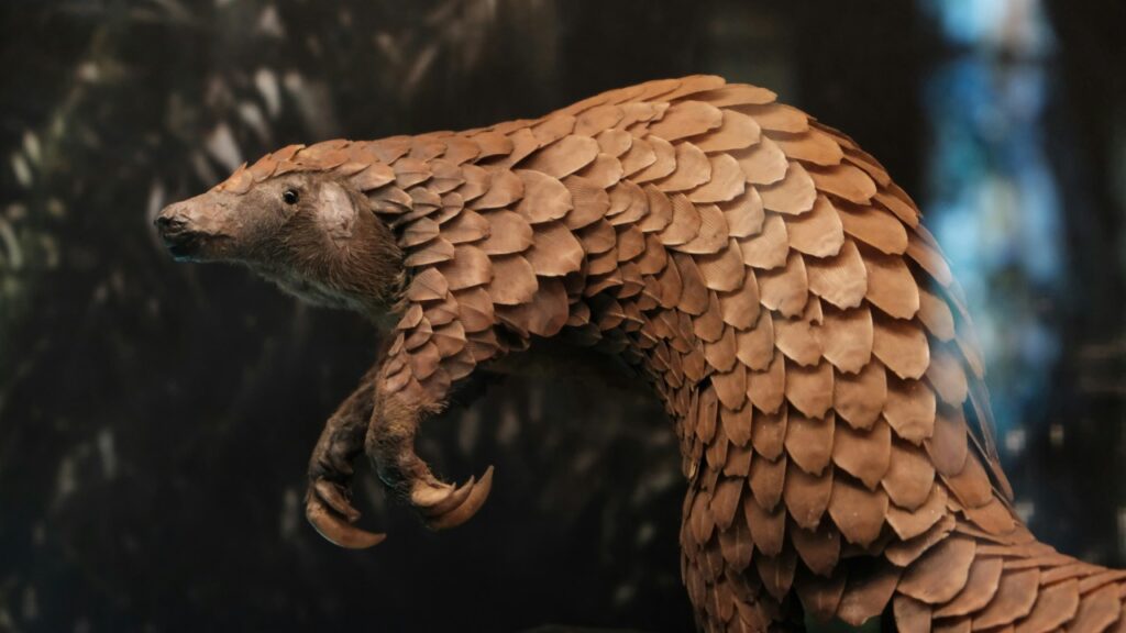 アフリカセンザンコウ
