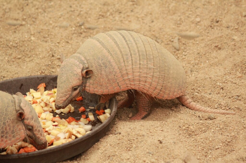 餌を食べるアルマジロ