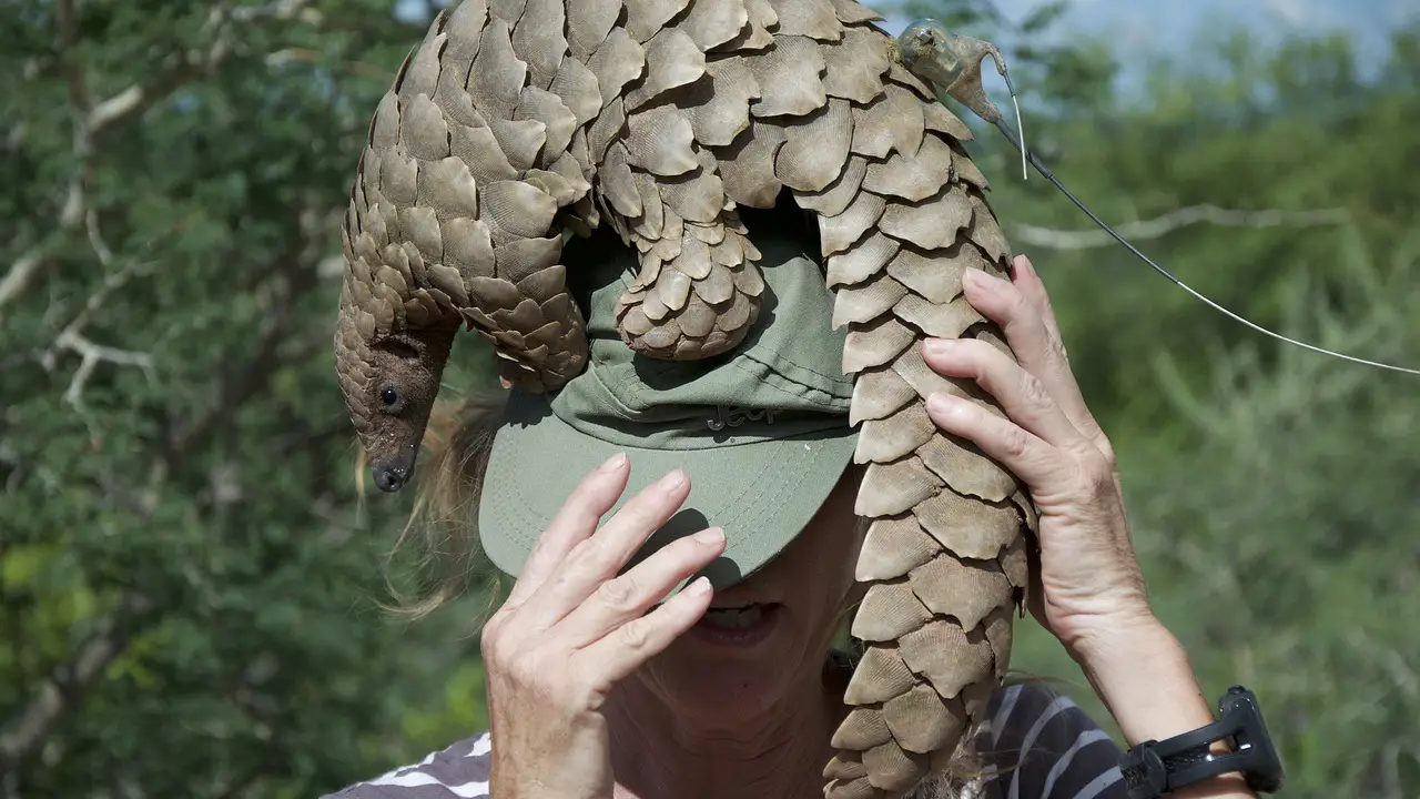 センザンコウ