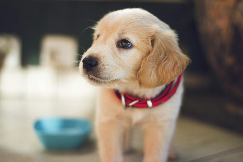 右側を向いたショートコートの茶色の子犬のセレクティブフォーカス撮影