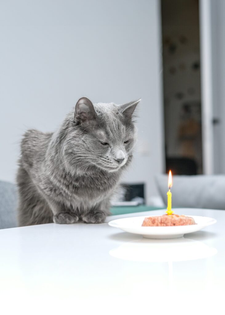 ケーキが乗った皿の隣のテーブルに座っている猫