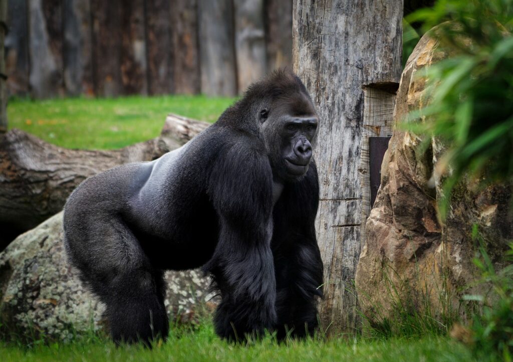 ゴリラ, 類人猿, 動物園, 猿, 霊長目, 黒