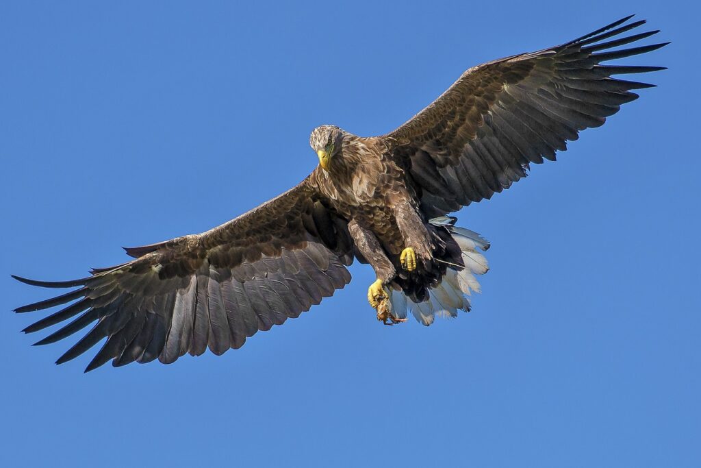 鷲, 鳥, 猛禽, 翼, フライト, フライングイーグル, 飛行, 羽毛, 羽