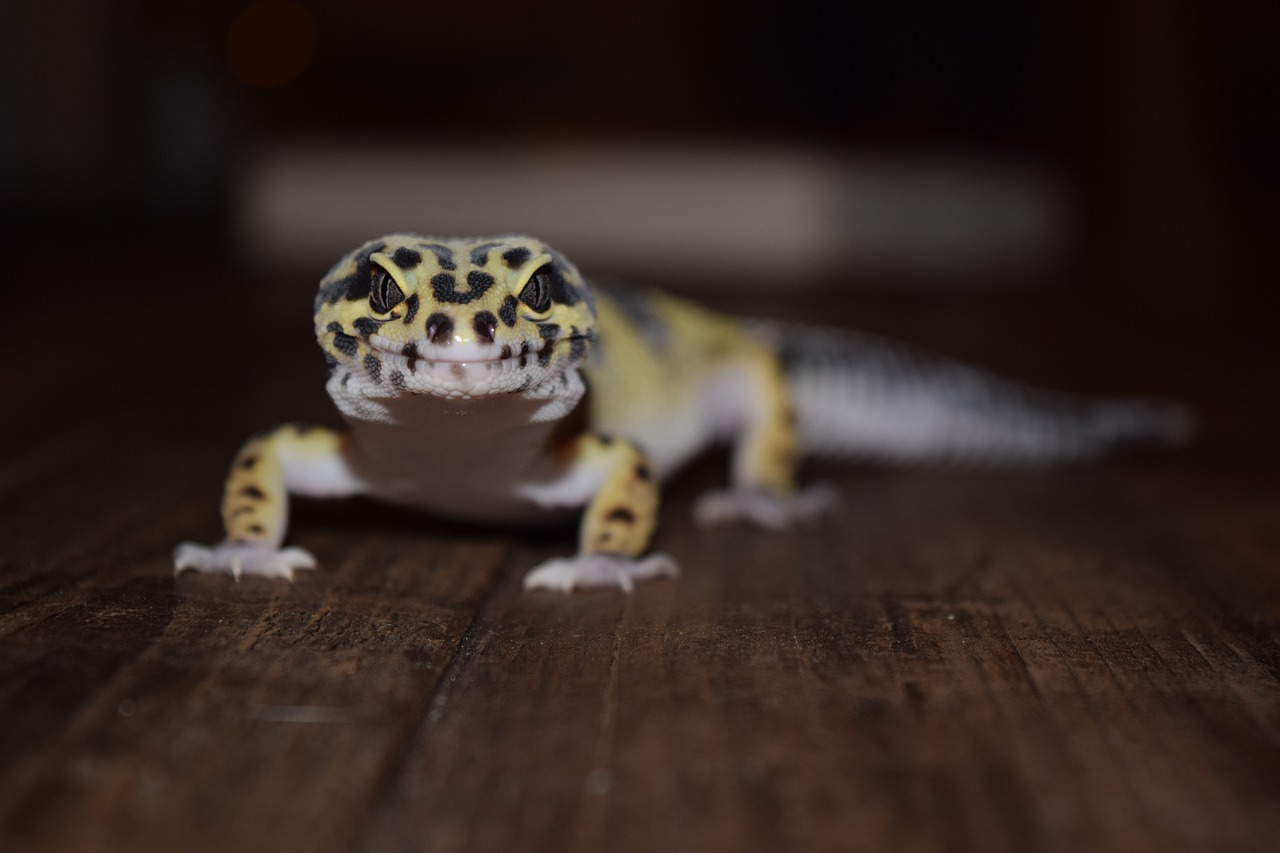 ヒョウモントカゲモドキ