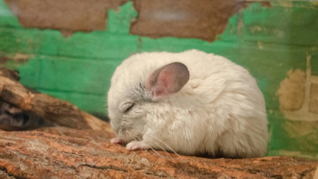 眠っている白いチンチラ