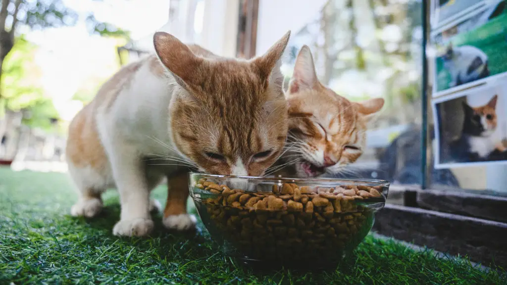 猫　キャットフード　食べる