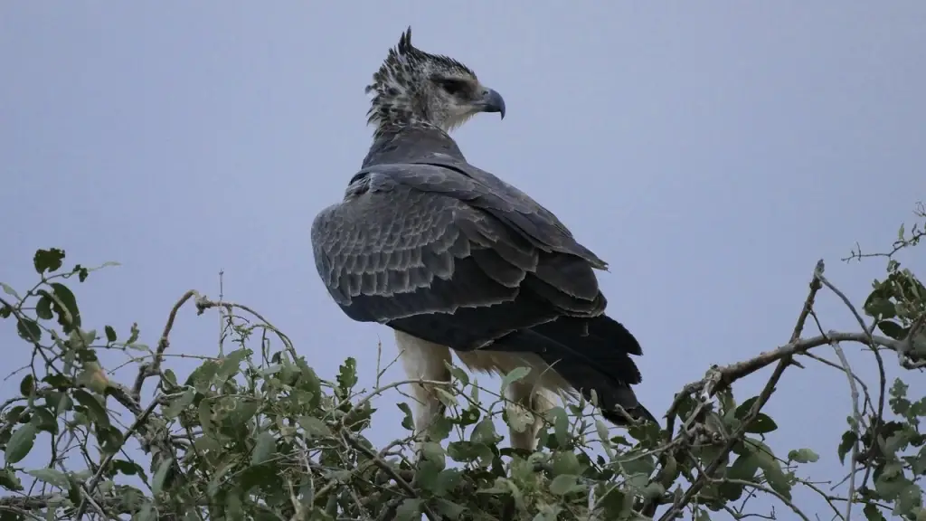 martial eagle,ゴマバラワシ