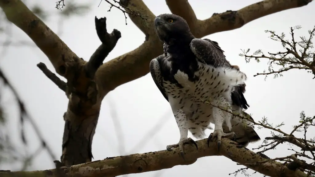 martial eagle,ゴマバラワシ