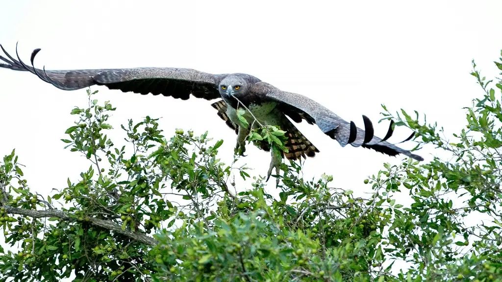 martial eagle,ゴマバラワシ