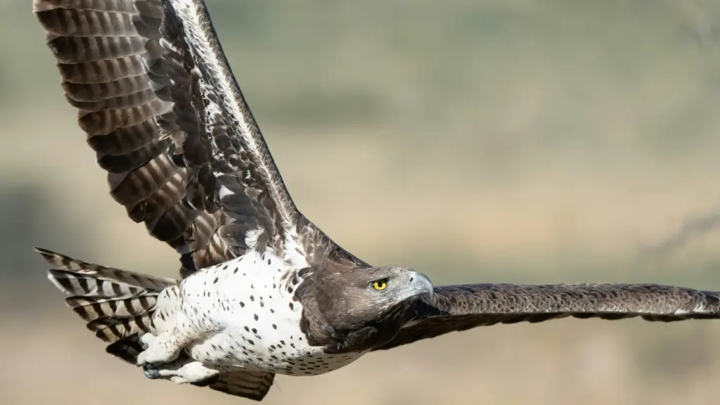 martial eagle,ゴマバラワシ