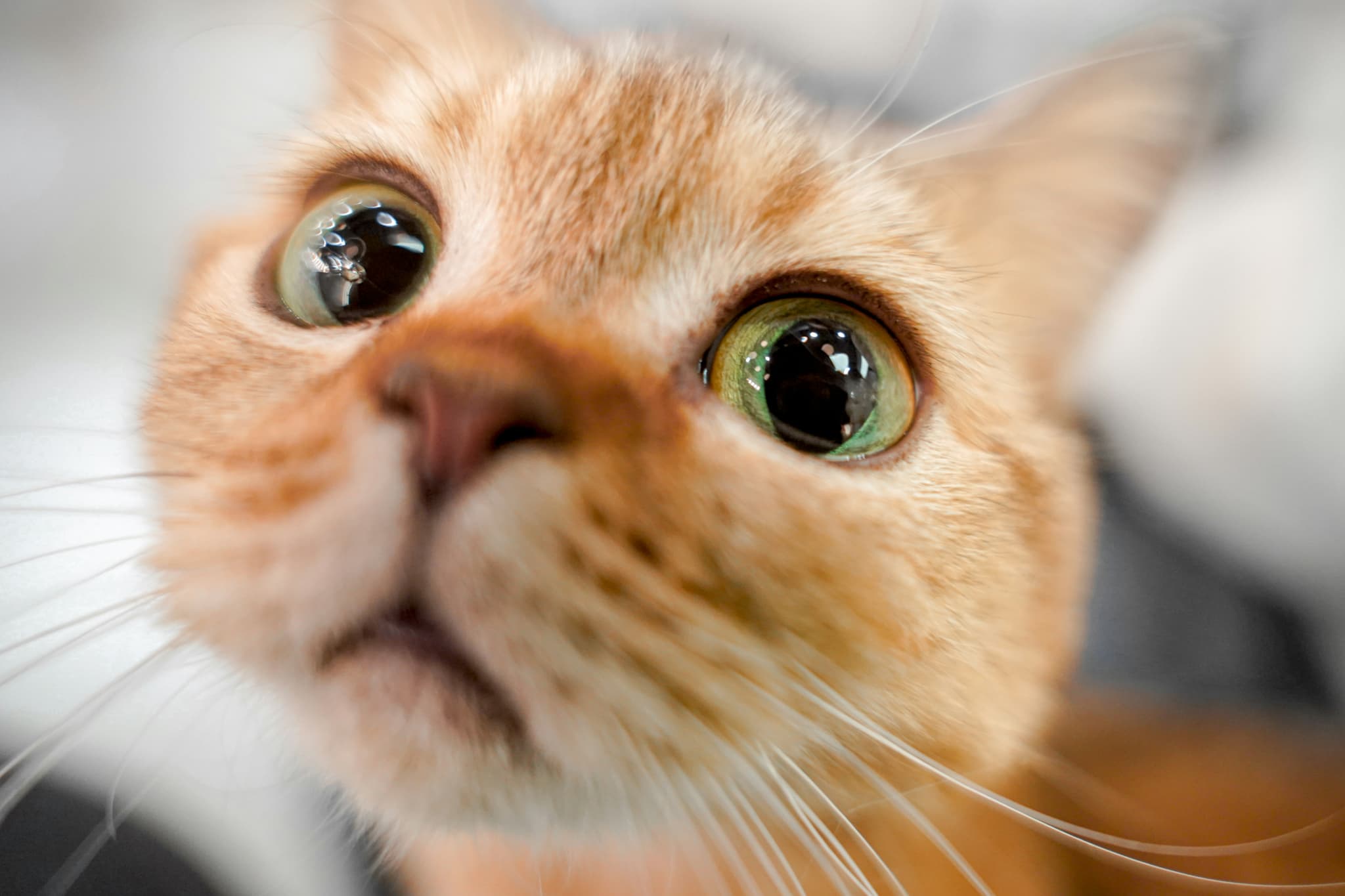 猫,顔ドアップ