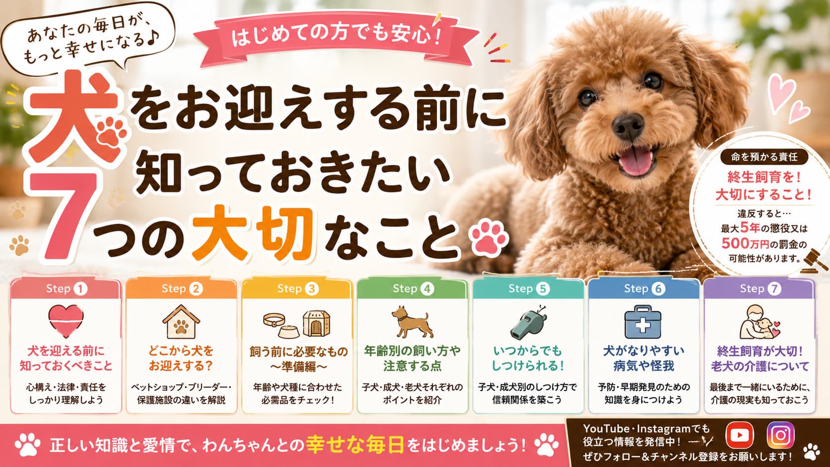 猫をお迎えする前に知っておきたい7ステップ