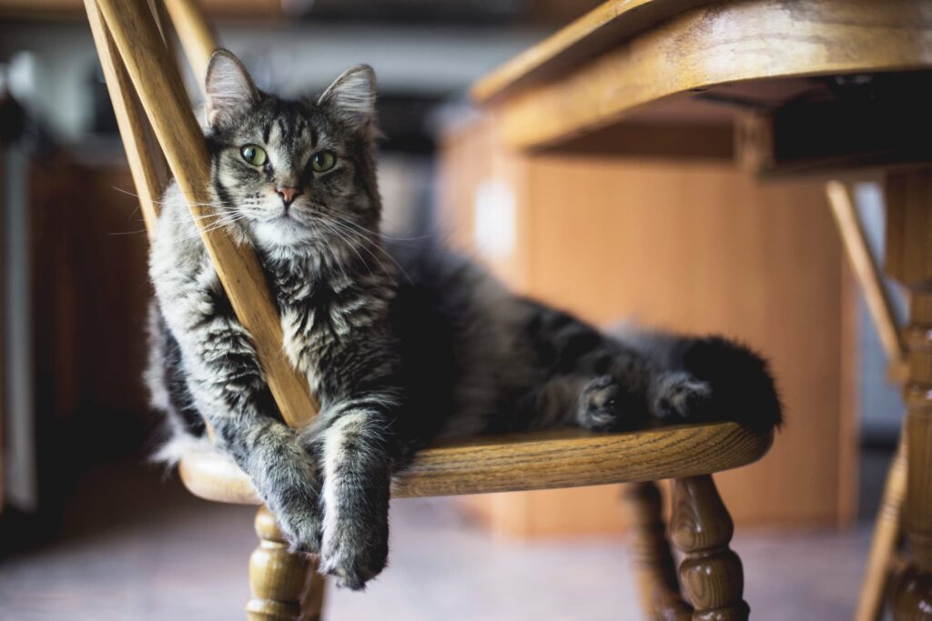椅子の上に座る猫