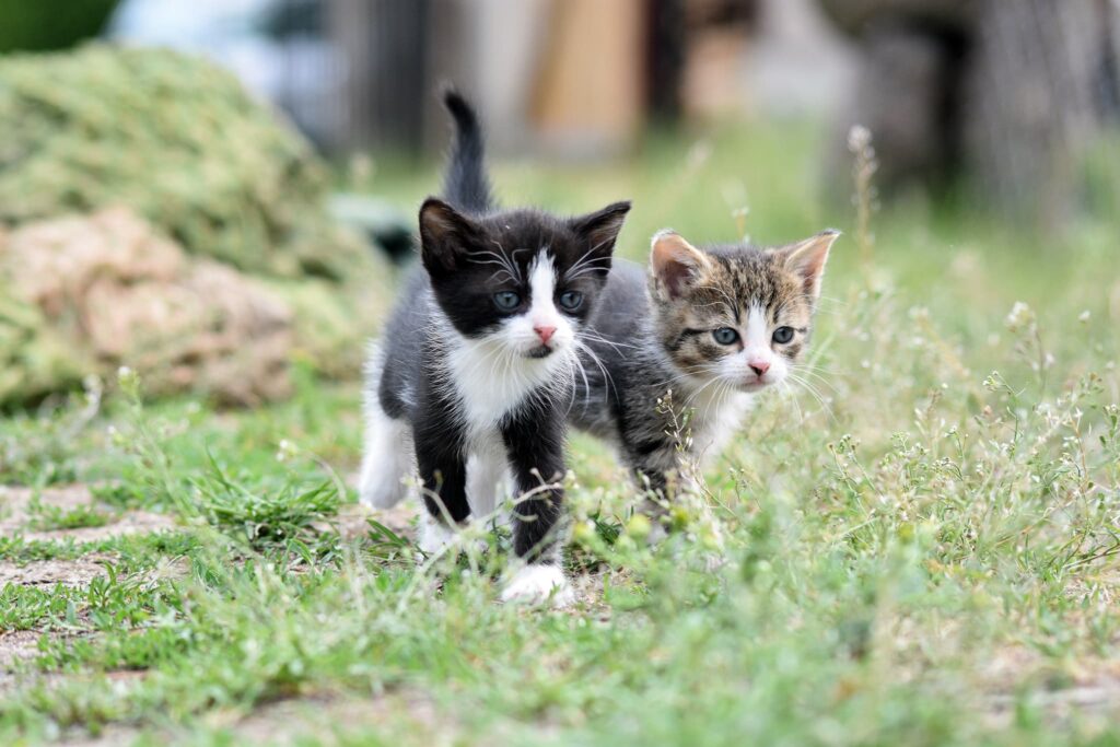 2匹の子猫