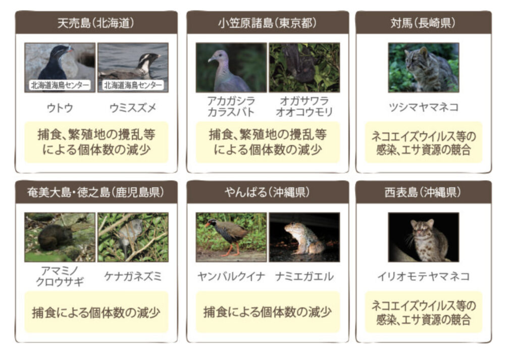 ノネコの被害動物